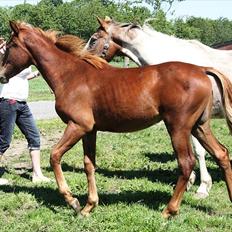 Anden særlig race Whisfull Thinking SOLGT