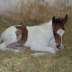 Anden særlig race Image