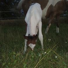 Anden særlig race Image