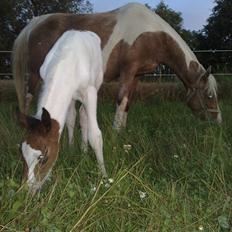 Anden særlig race Image