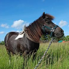 Anden særlig race Lotte