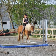 Haflinger Birch's Currin