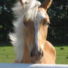 Palomino Taagholt's Armani