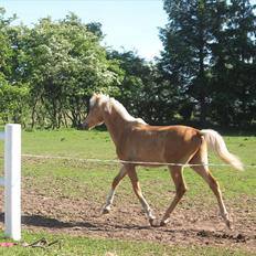 Palomino Taagholt's Armani