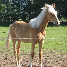 Palomino Taagholt's Armani