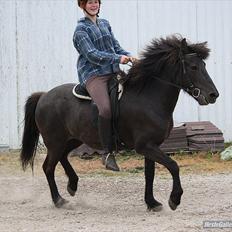 Islænder Dimma Solgt 