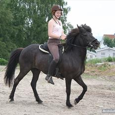 Islænder Dimma Solgt 