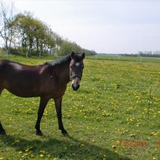 New Forest Risy Skønager/Tana (Pensioneret)