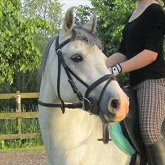 Tysk Sportspony Highlight 