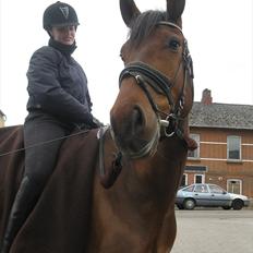 Pinto Cæsar af bæktoft