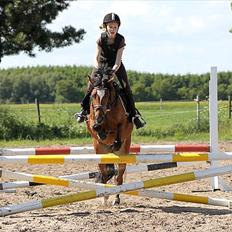 Welsh Pony (sec B) Amigo Ferrari (Solgt)