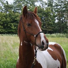 Welsh Partbred (Sec F) Blanding Alasho |My One| )´: