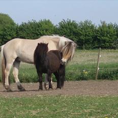 Shetlænder Lyngholms Guido