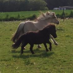 Shetlænder Lyngholms Guido