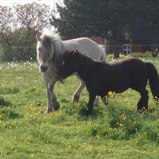 Shetlænder Lyngholms Guido