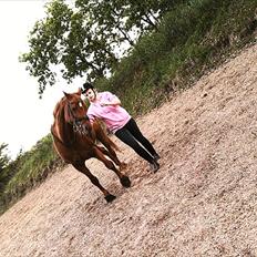 Dansk Varmblod Clarissa-leveret tilbage..