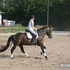 New Forest Romeo's Chicco 