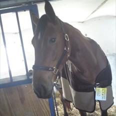 Traver Notice  - (Solgt)