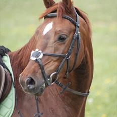Anden særlig race Rinkenæs Chico - SOLGT