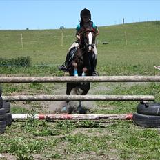 Welsh Pony (sec B) Maccoy. Bedsteven<3