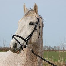 Anden særlig race Prins