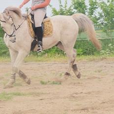 Anden særlig race Prins