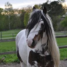 Irish Cob             Billy the kid