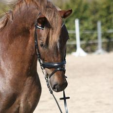 New Forest Jægersmindes Mel Gibson B-pony