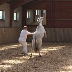 Fjordhest V. Linderup Piccaso