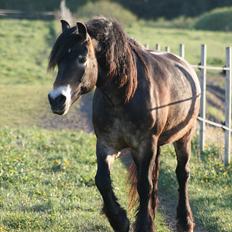 Nordsvensk Skovhest Rila 
