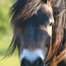 Nordsvensk Skovhest Rila 