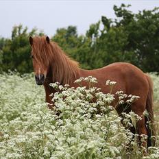 Islænder Bergdis Frá Króki