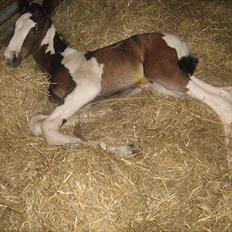 Pinto Bailando Supreme *SOLGT*