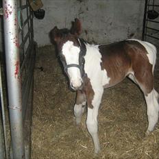 Pinto Bailando Supreme *SOLGT*