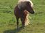 Shetlænder Kasper R.I.P SAVNET! <3 - taget af anne sofie