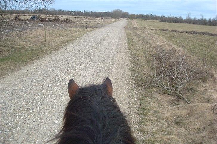 Islænder Moldi billede 7