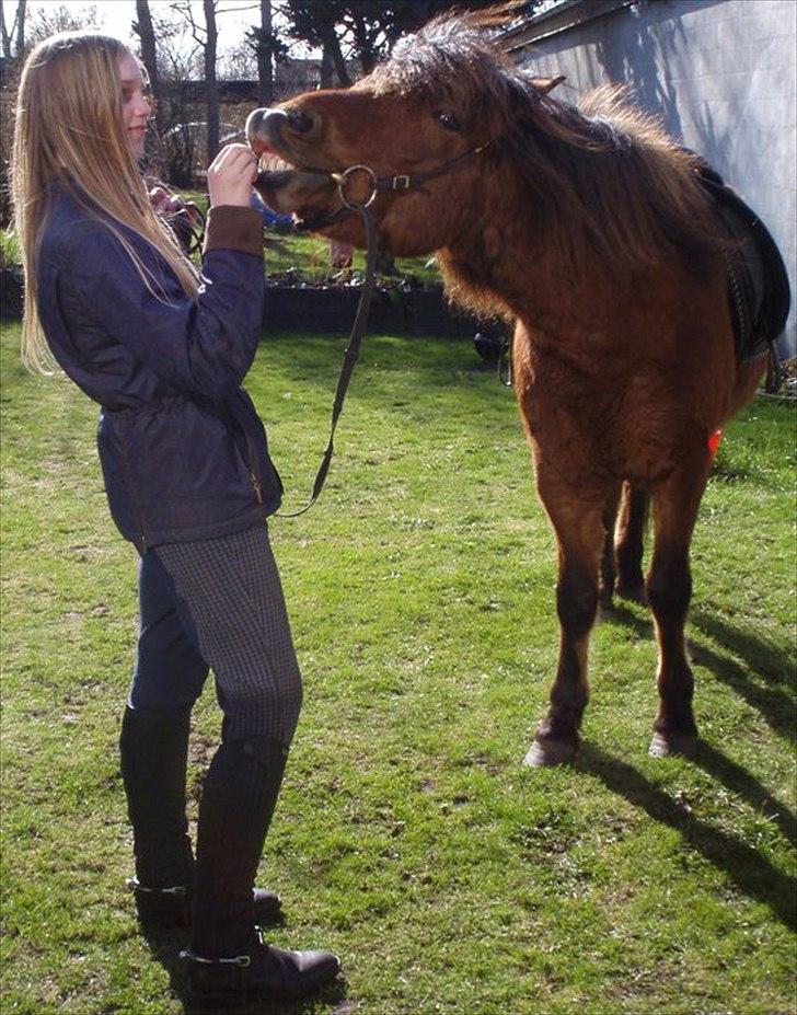 Islænder Moldi billede 3