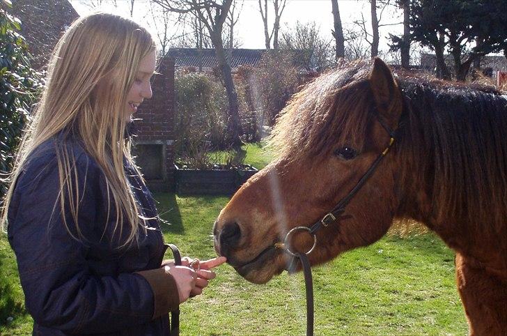 Islænder Moldi billede 2