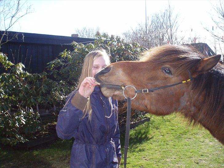 Islænder Moldi billede 4