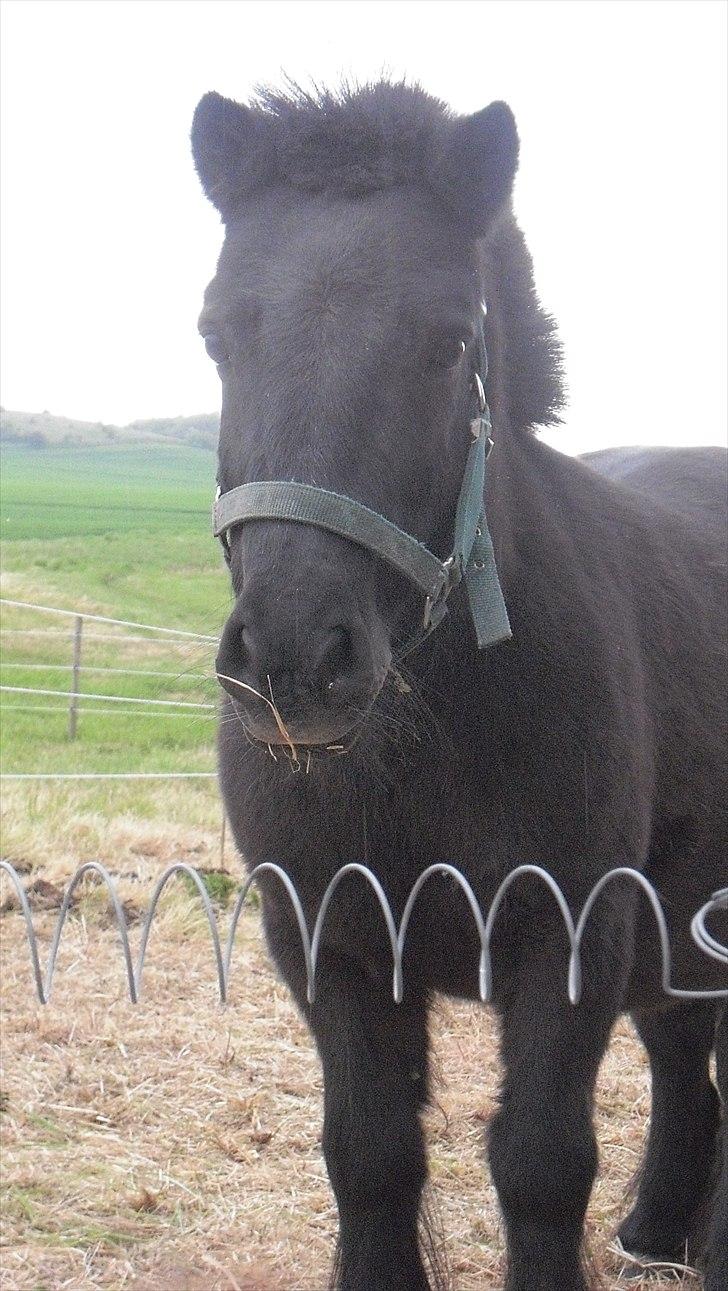 Anden særlig race Sorte - sorte juni 2011 billede 2