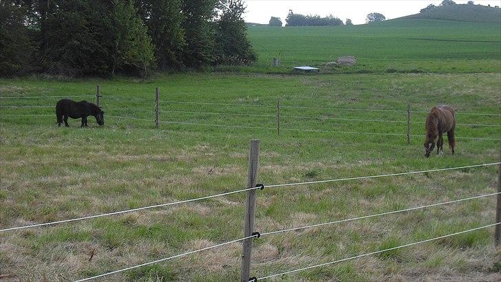 Anden særlig race Sorte billede 9