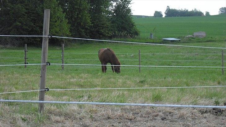 Anden særlig race Sorte billede 10