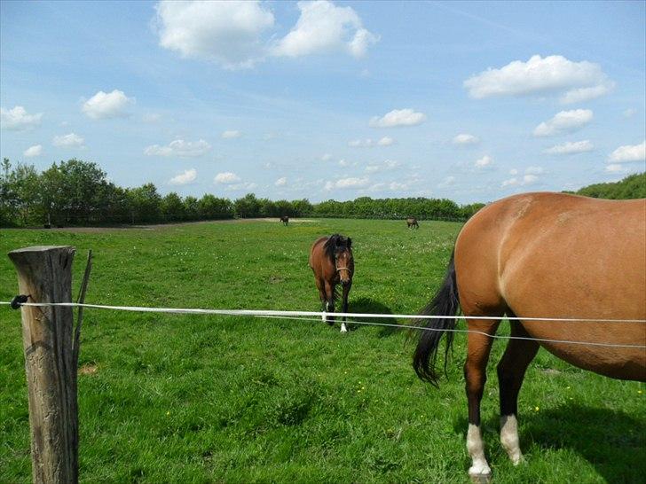 Welsh Partbred (Sec F) First Choice *StaldDK - Jeg kommer nu Anne :)
gå og gå og gå og gå billede 16