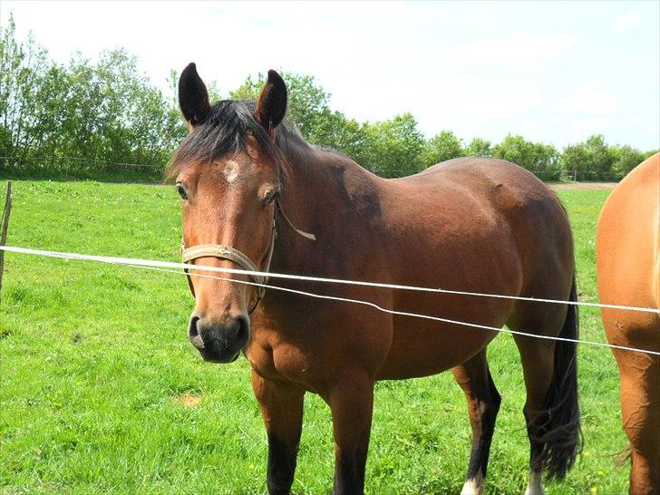 Welsh Partbred (Sec F) First Choice *StaldDK - Miiq!! <3 billede 17