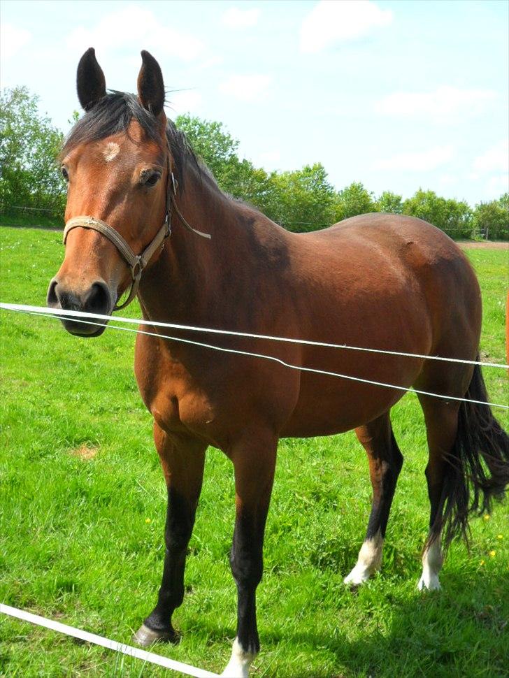 Welsh Partbred (Sec F) First Choice *StaldDK - Velkommen :) billede 1