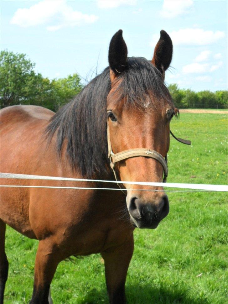 Welsh Partbred (Sec F) First Choice *StaldDK - mig :) billede 2