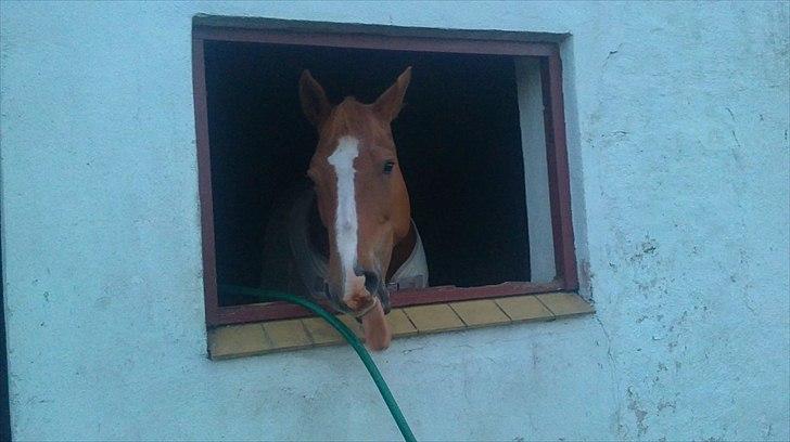 Dansk Varmblod Lyngaardens Caballino(RIP) :´( - RIP SMUKKE :P 
Hun prøver at få lakridsen af hendes mule xD billede 7