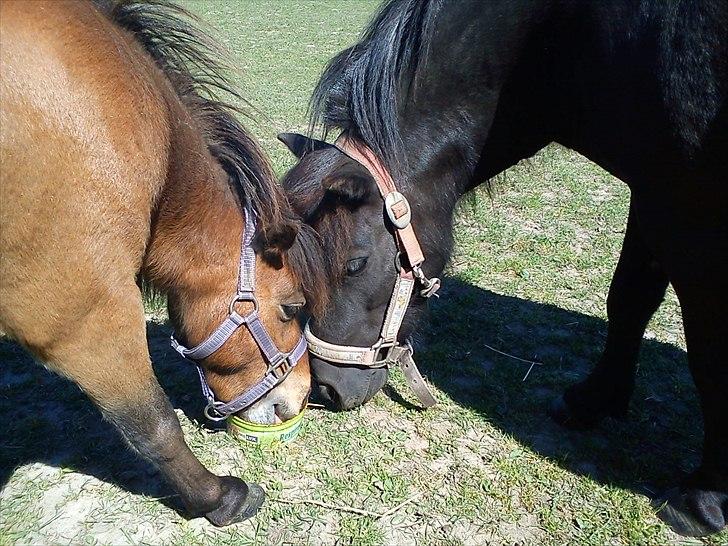 Dansk Miniature Teglmosen's Evita billede 10