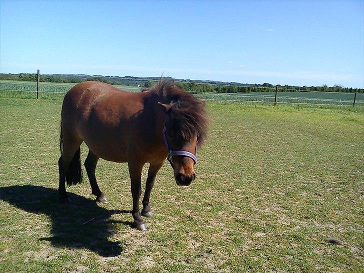 Dansk Miniature Teglmosen's Evita billede 17