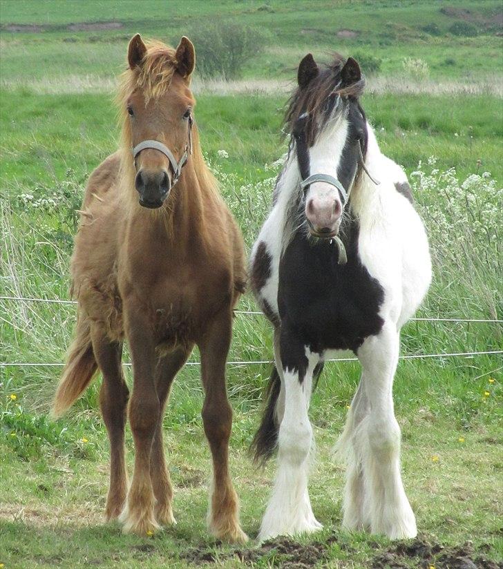 Tinker Unique Sielon <3  - # 18. Akahana og Sielon. Det lille kæreste par <3 Taget d. 20 Maj 2011 billede 20